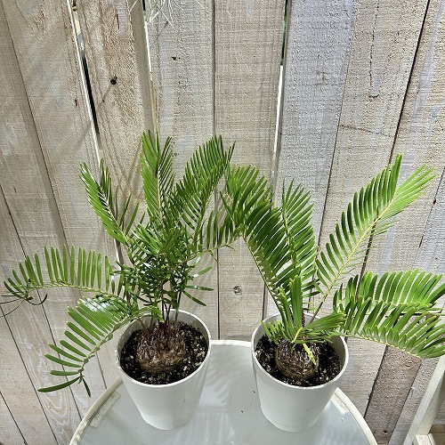 ザミア フロリダーナ(メキシコソテツ) 5号鉢(個体おまかせ1鉢)｜芳樹園