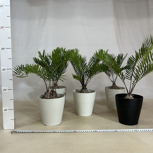 ザミア フロリダーナ(メキシコソテツ) 5号鉢(個体おまかせ1鉢)｜芳樹園