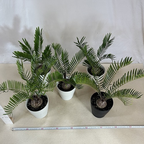 ザミア フロリダーナ(メキシコソテツ) 5号鉢(個体おまかせ1鉢)｜芳樹園