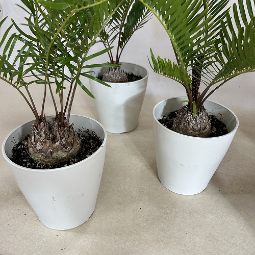 ザミア フロリダーナ(メキシコソテツ) 5号鉢(個体おまかせ1鉢