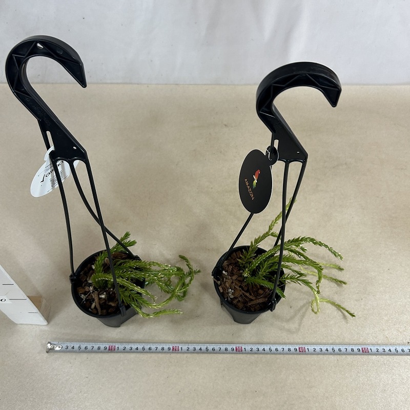 葉傷みあり フペルジア トライアングルナコーン 4号吊り鉢(個体