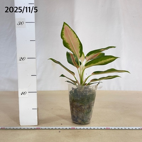 特別企画　新春セール　Aglaonema アグラオネマ　トリカラー　メタリカ　① ご購 特別企画 新春セール Aglaonema アグラオネマ トリカラー