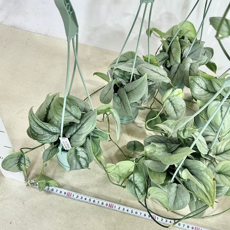 葉傷みあり】スキンダプサス シルバーヒーロー 3.5号吊り鉢(個体