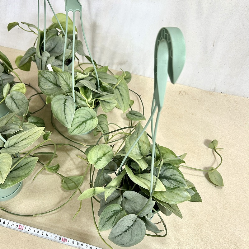 葉傷みあり】スキンダプサス シルバーヒーロー 3.5号吊り鉢(個体