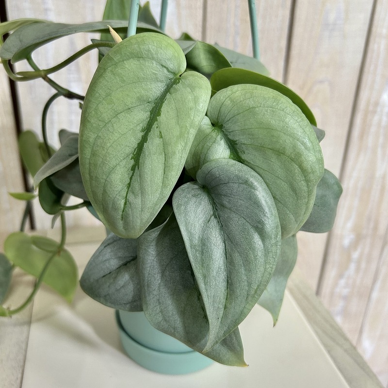 葉傷みあり】スキンダプサス シルバーヒーロー 3.5号吊り鉢(個体