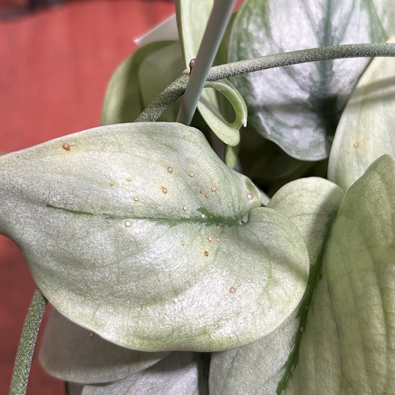葉傷みあり】スキンダプサス シルバーヒーロー 3.5号吊り鉢(個体