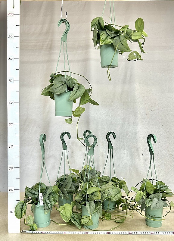 葉傷みあり】スキンダプサス シルバーヒーロー 3.5号吊り鉢(個体