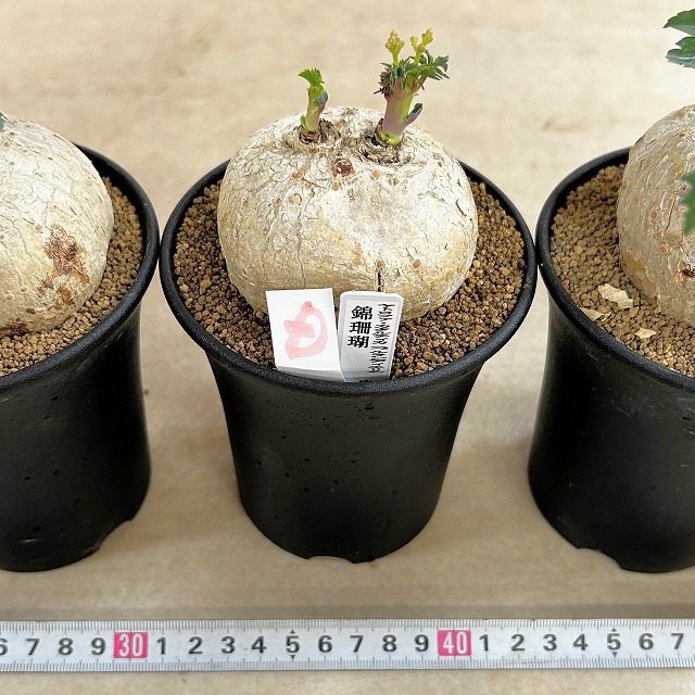 錦珊瑚(ヤトロファ カサルチカ) 3.5号ロング鉢 個体A～F(現品)｜芳樹園