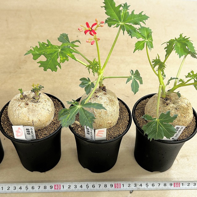 錦珊瑚(ヤトロファ カサルチカ) 3.5号ロング鉢 個体A～F(現品)｜芳樹園