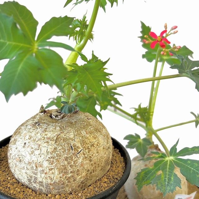 錦珊瑚(ヤトロファ カサルチカ) 3.5号ロング鉢 個体A～F(現品)｜芳樹園