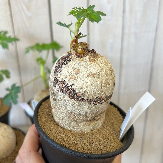 錦珊瑚(ヤトロファ カサルチカ) 3.5号ロング鉢 個体A～F(現品)｜芳樹園