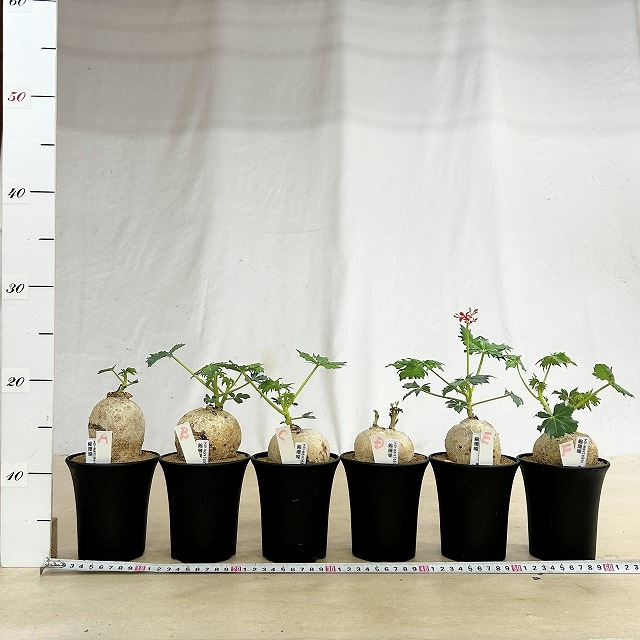 錦珊瑚(ヤトロファ カサルチカ) 3.5号ロング鉢 個体A～F(現品)｜芳樹園
