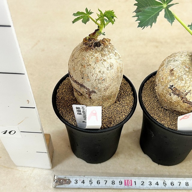 錦珊瑚(ヤトロファ カサルチカ) 3.5号ロング鉢 個体A～F(現品)｜芳樹園