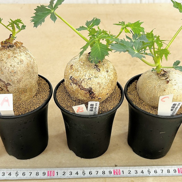 錦珊瑚(ヤトロファ カサルチカ) 3.5号ロング鉢 個体A～F(現品)｜芳樹園