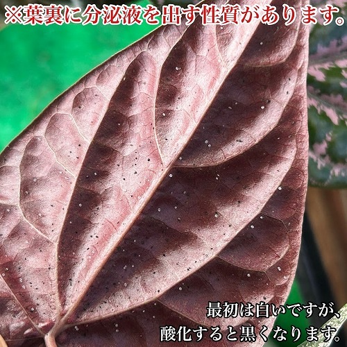ピペル オルナツム 5号吊り鉢｜芳樹園オンラインショップ