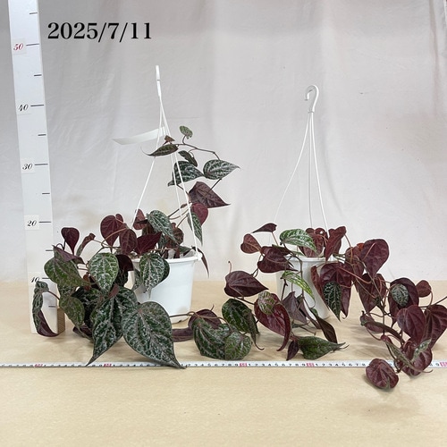 ピペル オルナツム 5号吊り鉢｜芳樹園オンラインショップ