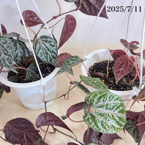 ピペル オルナツム 5号吊り鉢｜芳樹園オンラインショップ