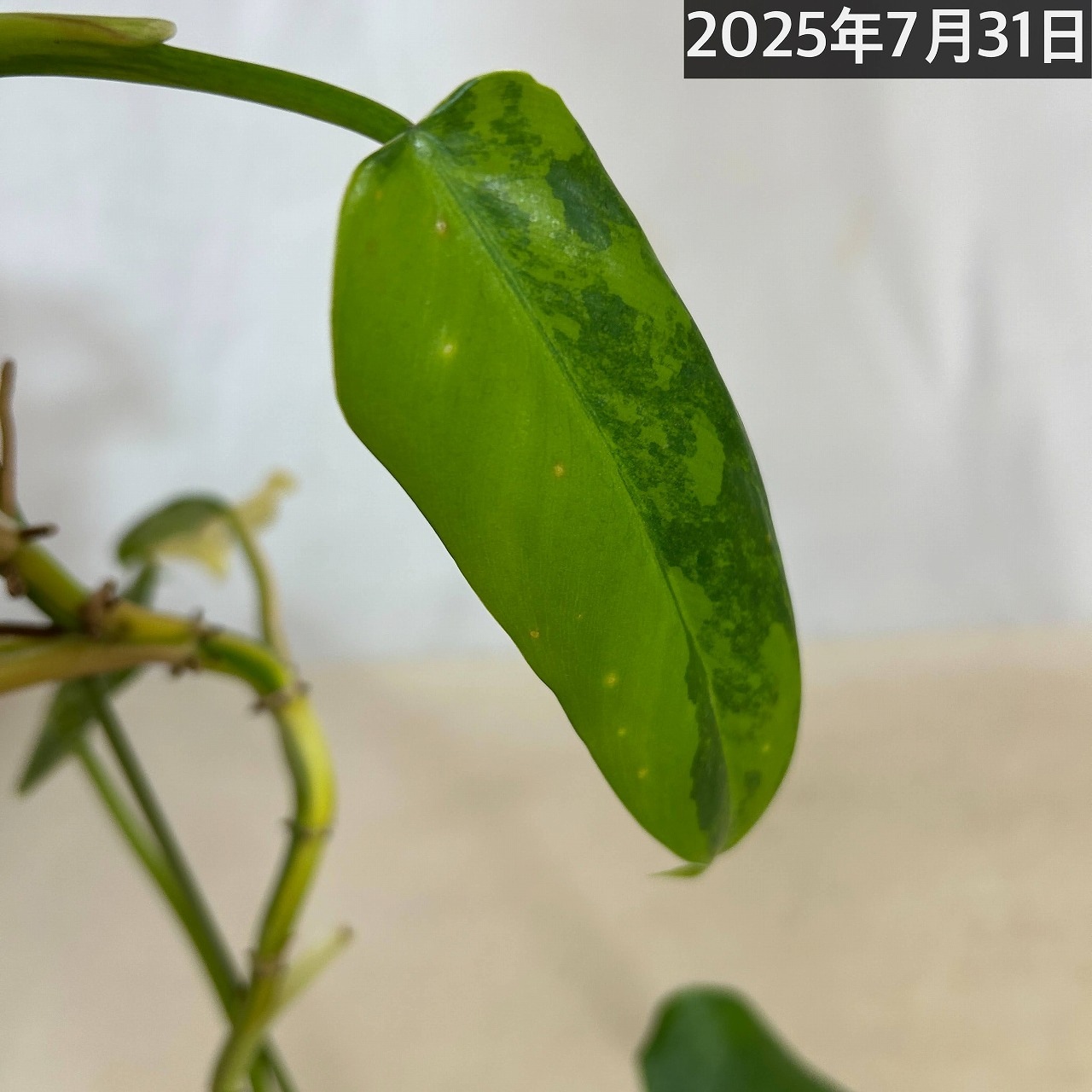 フィロデンドロン ウィリアムシー斑入り（Philodendron