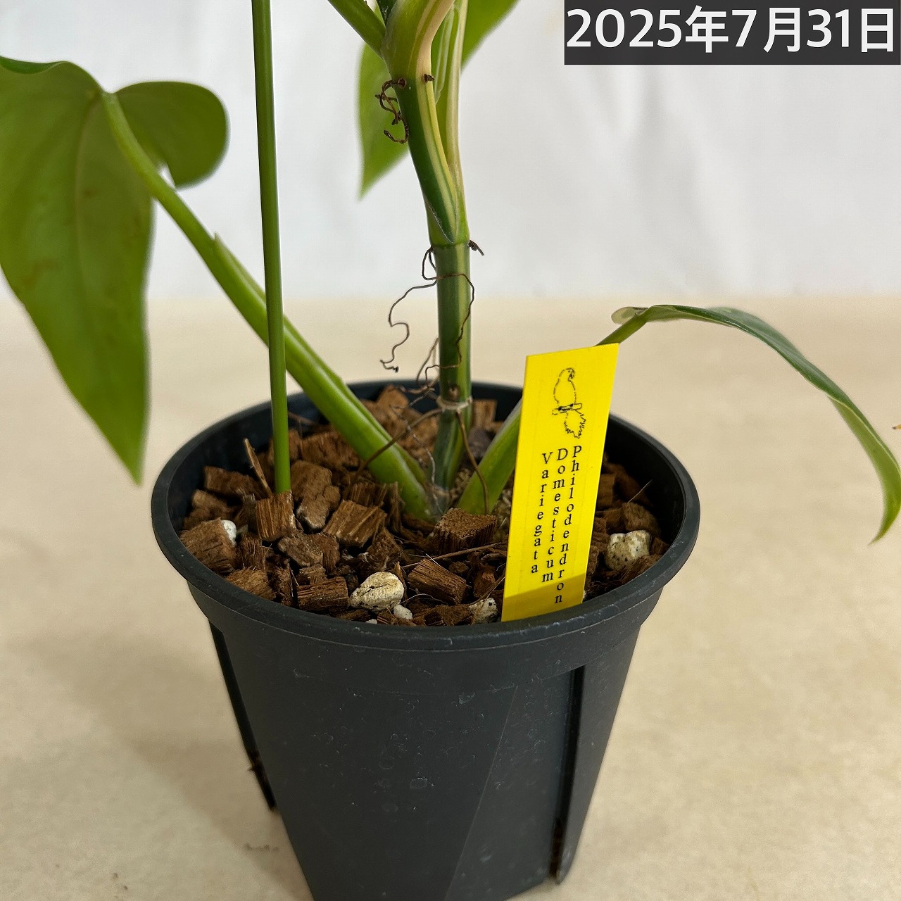 フィロデンドロン　セローム　斑入り　バリエガータ monstera_kuroneko | 📷✨ Philodendron Selloum Variegata 希少