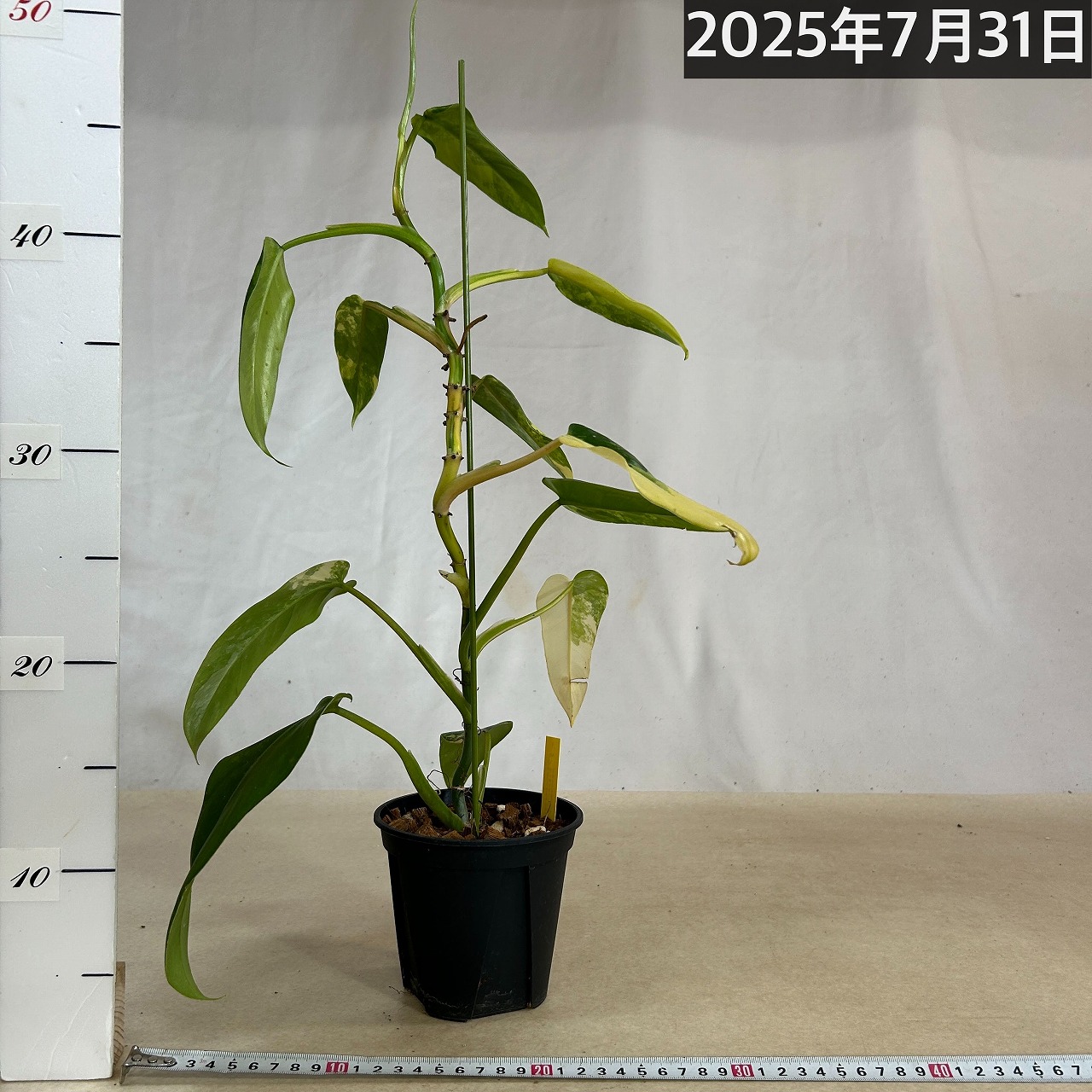 フィロデンドロン ドメスティカム バリエガータ 斑入り 4号(現品