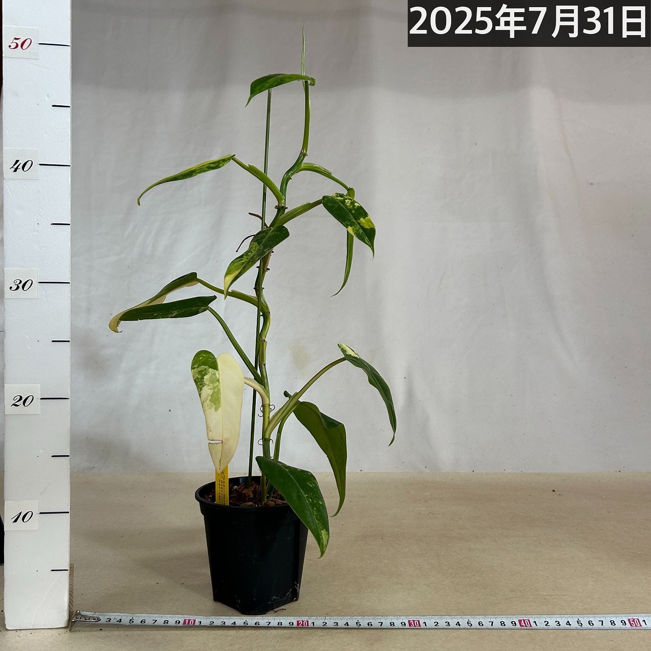 フィロデンドロン ドメスティカム バリエガータ 斑入り 4号(現品