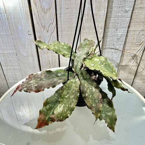 ホヤ(サクララン) ウンデュラータ 4号吊り鉢｜芳樹園オンラインショップ