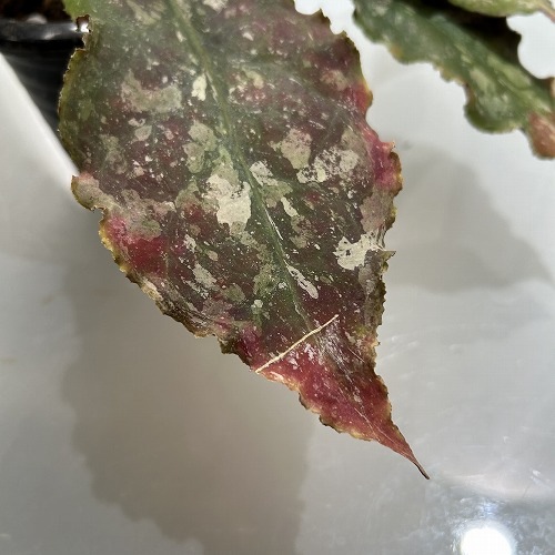 ホヤ(サクララン) ウンデュラータ 4号吊り鉢｜芳樹園オンラインショップ