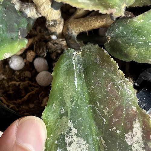 ホヤ(サクララン) ウンデュラータ 4号吊り鉢｜芳樹園オンラインショップ