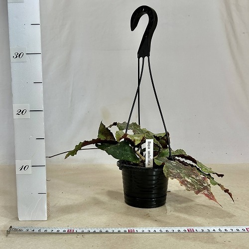 PLANCHU 観葉植物 ホヤ クミンギアナ 4号吊り鉢 育て方説明書付き Hoya cumingiana ガガイモ サクララン 桜蘭 原種 ホヤ ミンドレンシス サクララン 鉢花 吊鉢 インドアプランツ