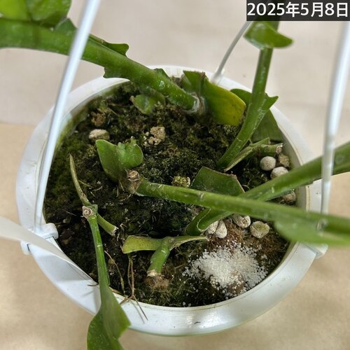 エピフィルム クリソカルディウム 5号(個体おまかせ1鉢)｜芳樹園