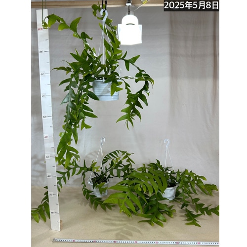 エピフィルム クリソカルディウム 5号(個体おまかせ1鉢)｜芳樹園
