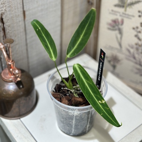 2_000000002139.jpg?1745497032