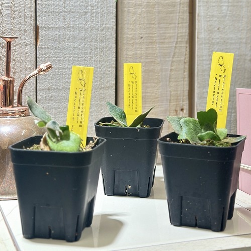 ヒ*リ様 ビカクシダ　バクテリア　子株 ビカクシダ バクテリア P. willinckii 'Bacteria' TC【403