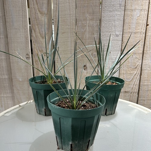 n*k様 ユッカ ロストラータ Hybrid ④ ユッカ ロストラータ 4号スリット鉢(個体おまかせ1鉢)｜芳樹園