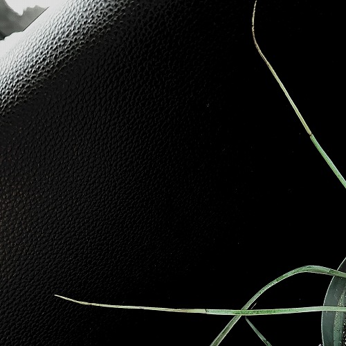 ユッカ ロストラータ 4号スリット鉢(個体おまかせ1鉢)｜芳樹園