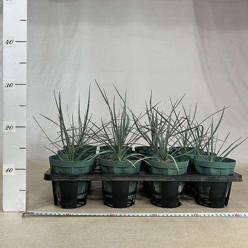専用出品 ユッカロストラータ 極太 (く) ユッカ・ロストラータ 8号 90cm - 植物と暮らす m-plant