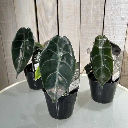 アロカシア スーヒルマニアナ 3号ポット｜芳樹園オンラインショップ