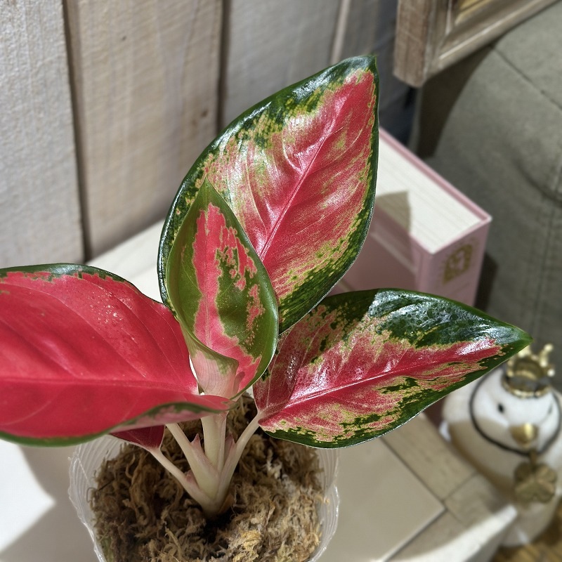 アグラオネマ レッドドラゴン Aglaonema Red dragon 3号ロング透明