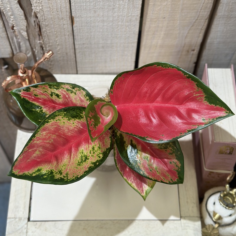 アグラオネマ レッドドラゴン Aglaonema Red dragon 3号ロング透明