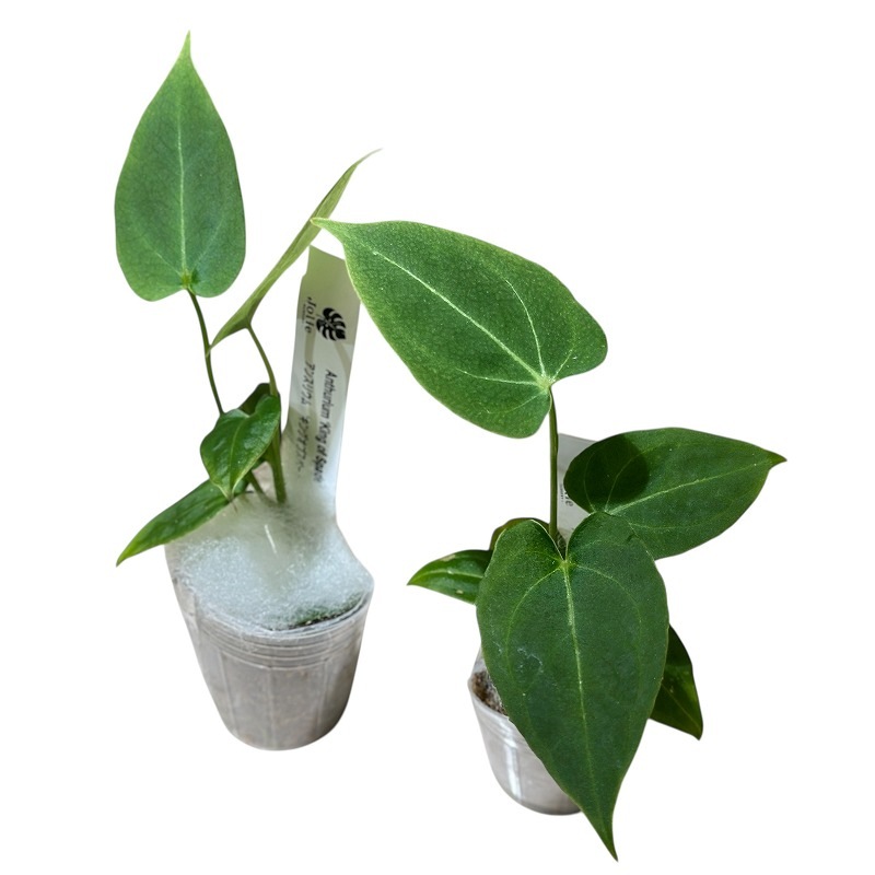 アンスリウム 'キングオブスペード' 2号(個体おまかせ1鉢)｜芳樹園