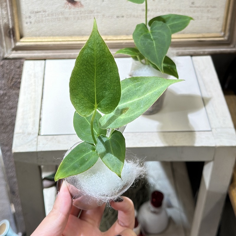 アンスリウム 'キングオブスペード' 2号(個体おまかせ1鉢)｜芳樹園