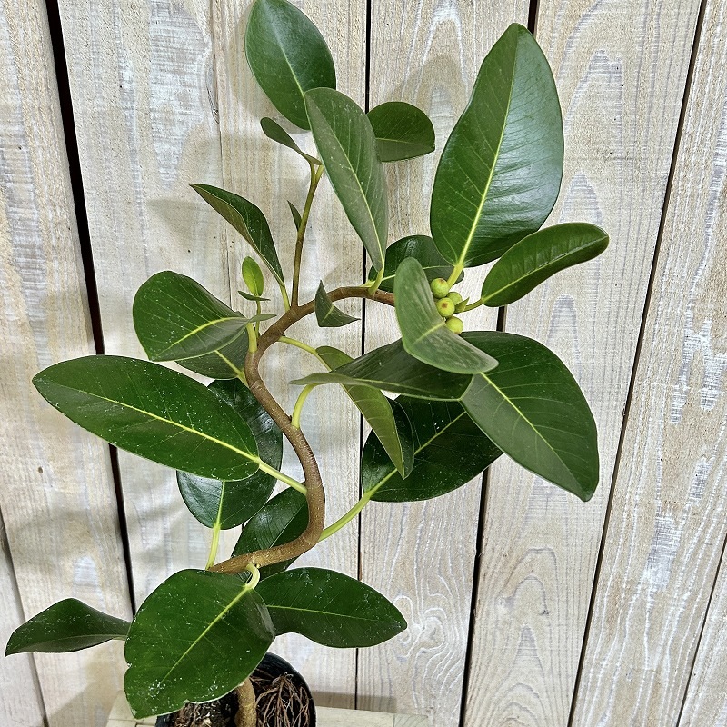 フランスゴム(フィカス ルビギノーサ) 曲がり 3.5号ポット(個体