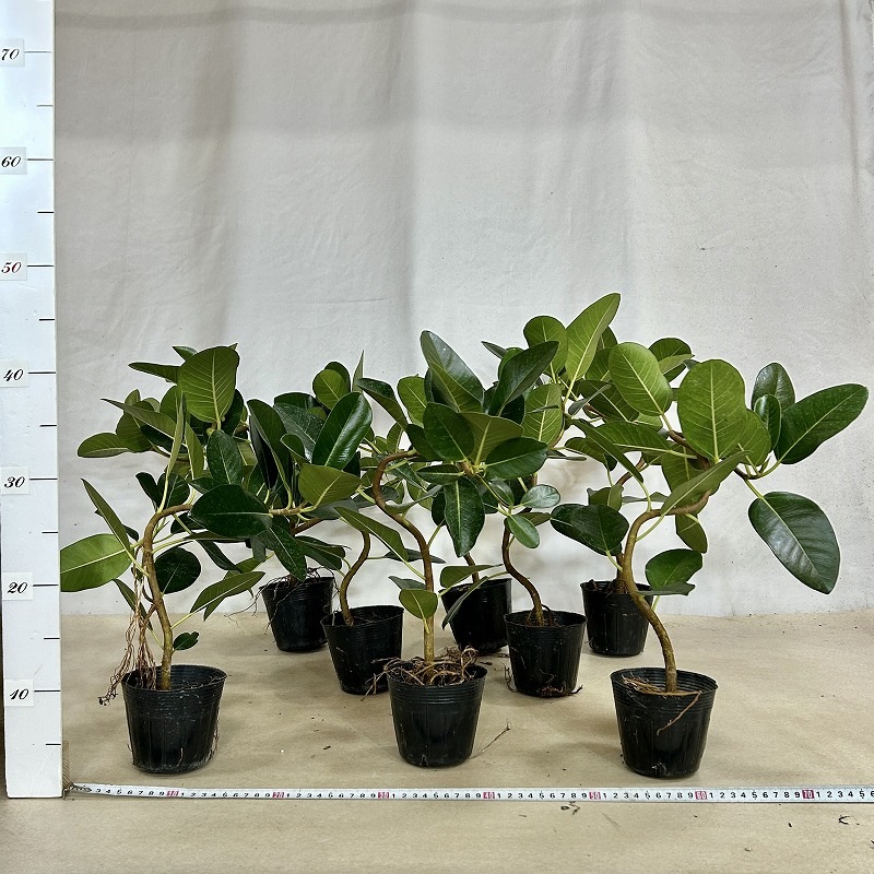 フランスゴム(フィカス ルビギノーサ) 曲がり 3.5号ポット(個体