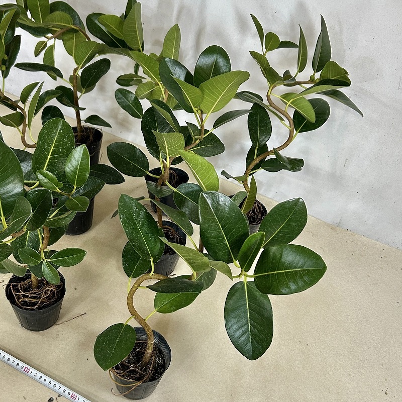 フランスゴム(フィカス ルビギノーサ) 曲がり 3.5号ポット(個体