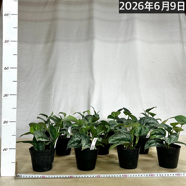 矮性アロカシア ドワーフアマゾニカ 3号ロングポット(個体おまかせ1鉢
