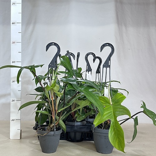 フィロデンドロン ペダツム(ペダタム) 3.5号吊り鉢(個体おまかせ