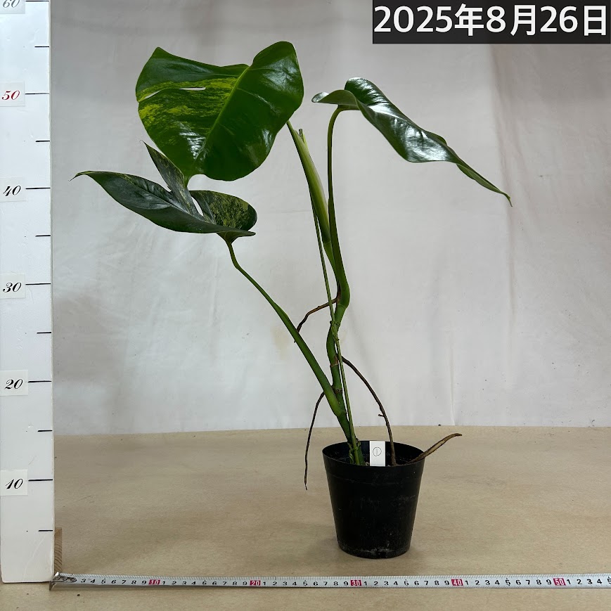 葉傷みあり 斑入りモンステラ ボルシギアナ オーレア(黄斑) 4号硬質黒