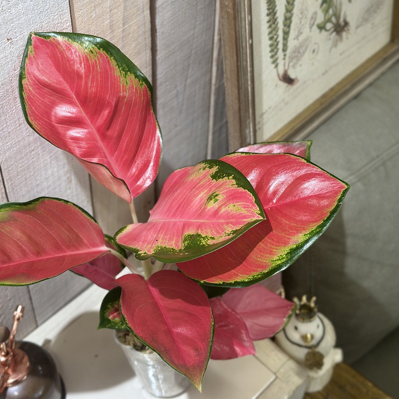 アグラオネマ【希少種】SP ファンロンレッド アグラオネマ Aglaonema spp.ファンロンレッド 3号ロング透明ポット