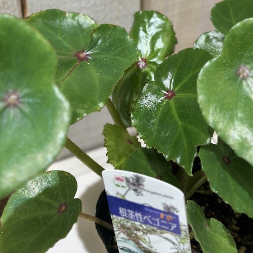 根茎性ベゴニア ルージュ 3.5号ポット(個体おまかせ1鉢)｜芳樹園