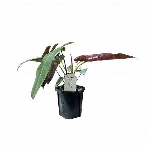 フィロデンドロン アタバポエンセ 3.5号硬質｜芳樹園オンラインショップ
